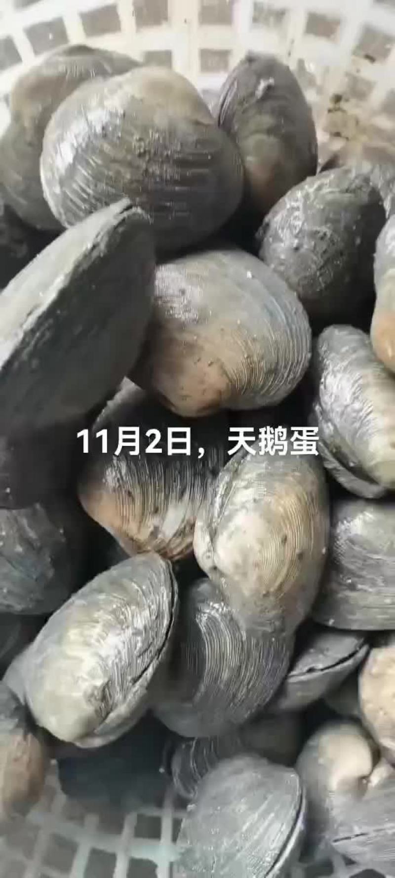 天鹅蛋