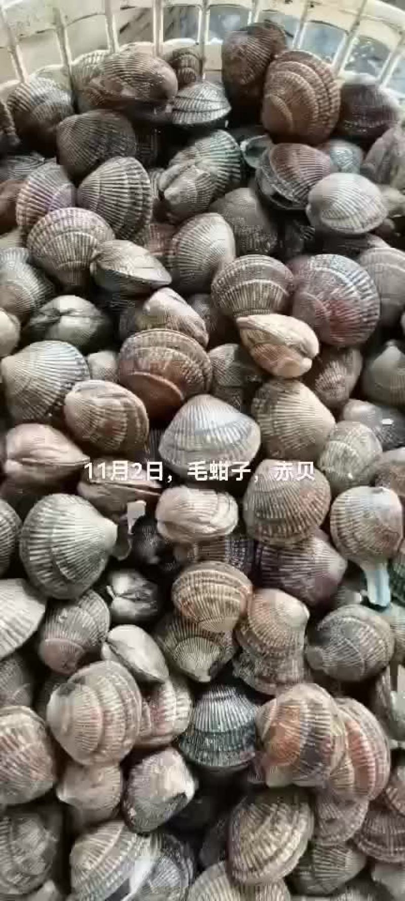毛蚶子，赤贝