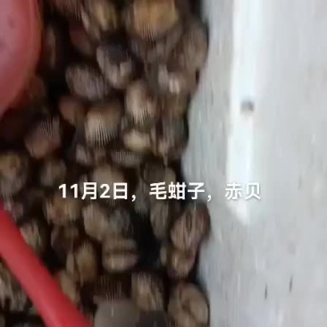 毛蚶子，赤贝