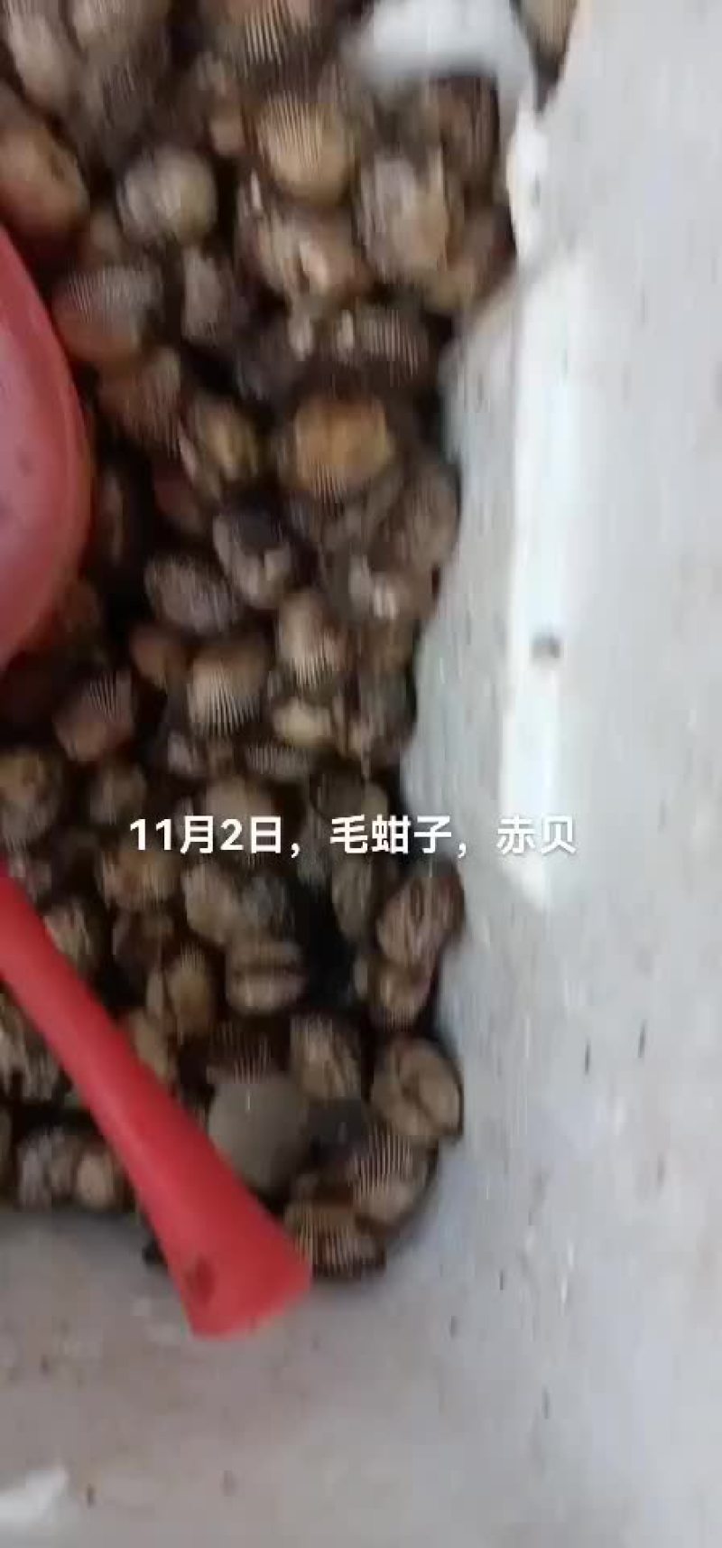 毛蚶子，赤贝