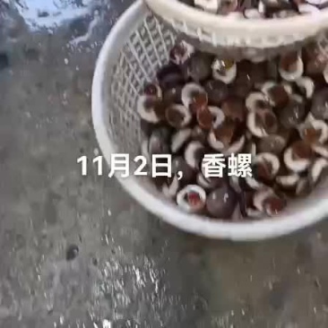 香螺