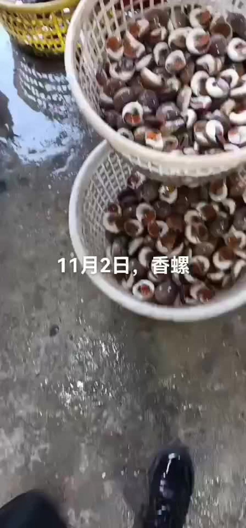 香螺