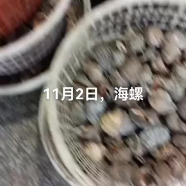 海螺