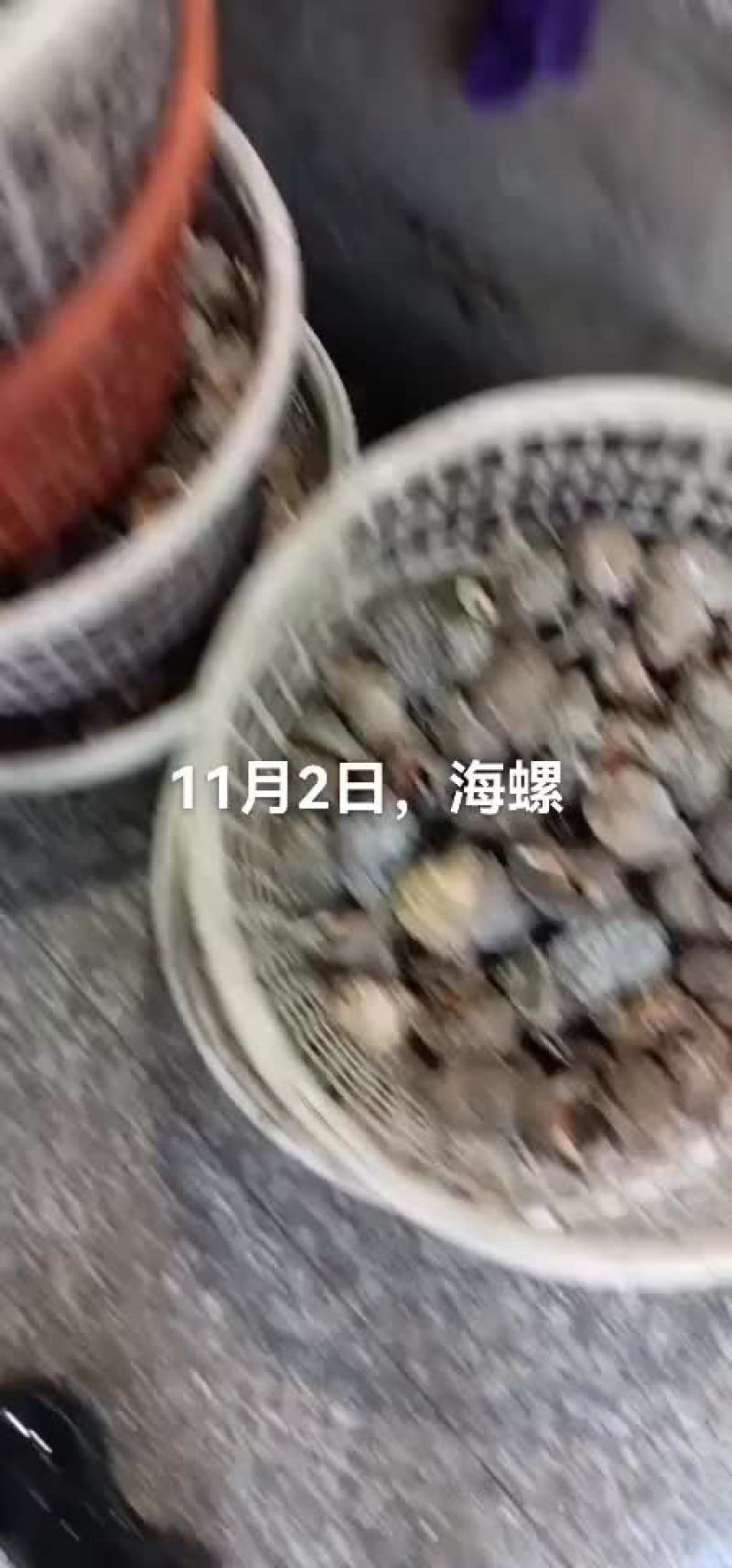 海螺