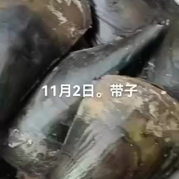 带子