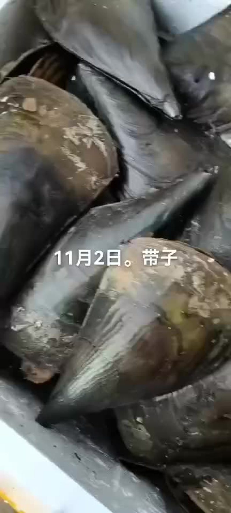 带子