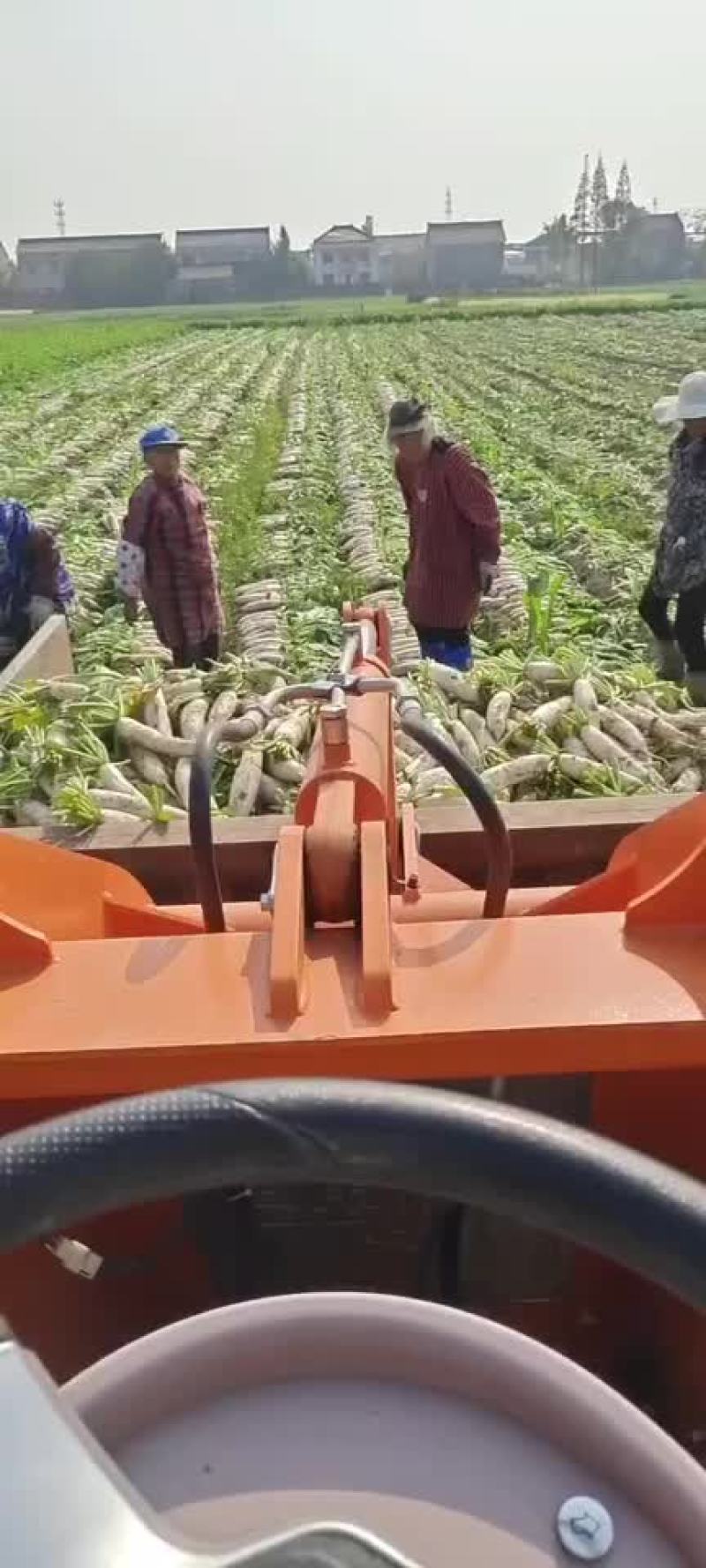 白萝卜大量上市