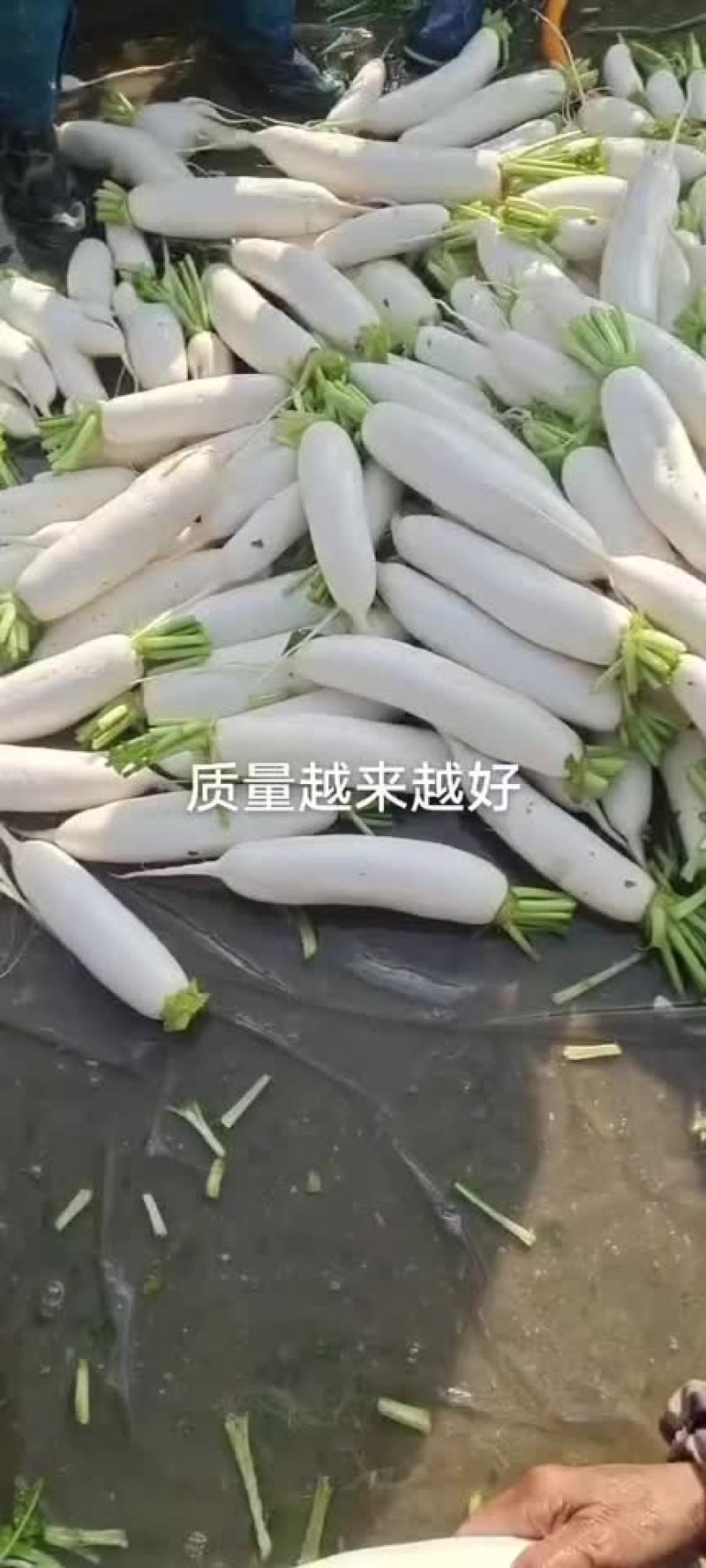 白萝卜大量上市