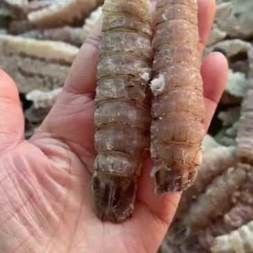皮皮虾肉，整肉，大小规格齐全