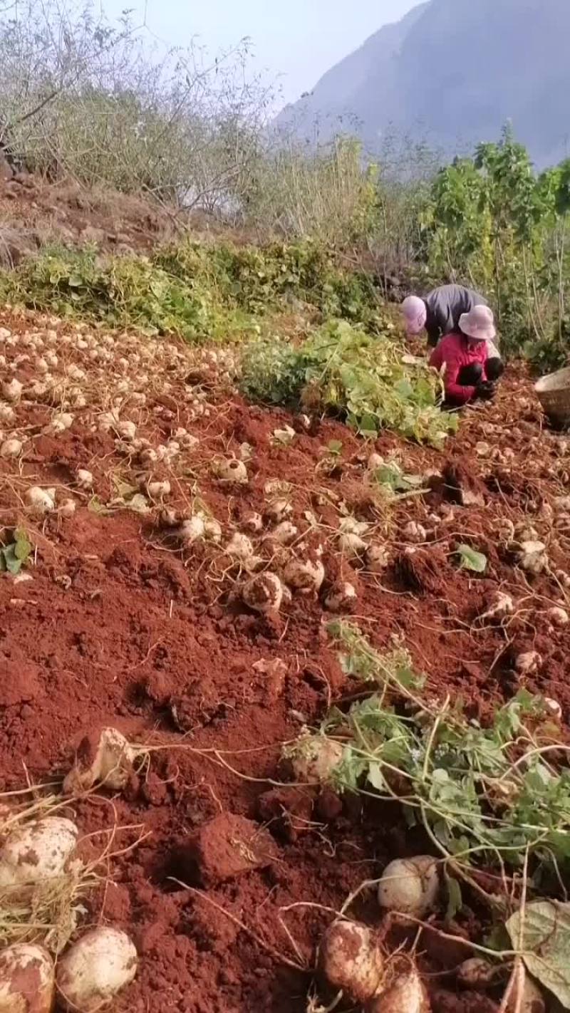 凉薯