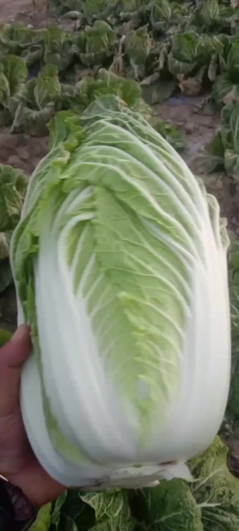 黄心白菜
