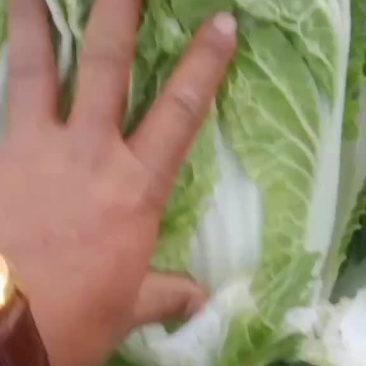 黄心白菜