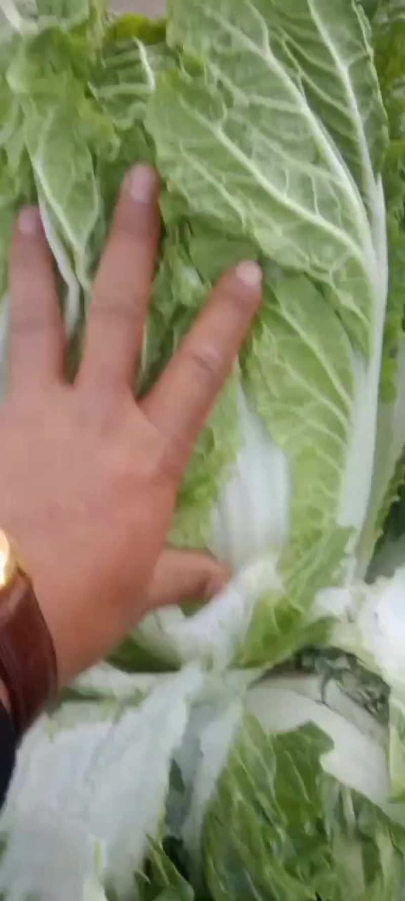 黄心白菜