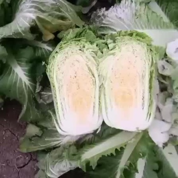 杠菜