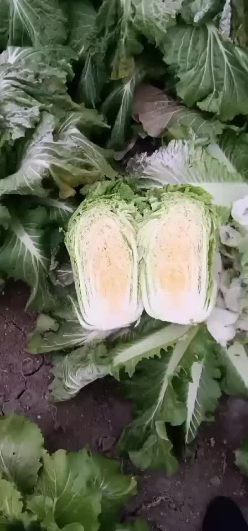 杠菜