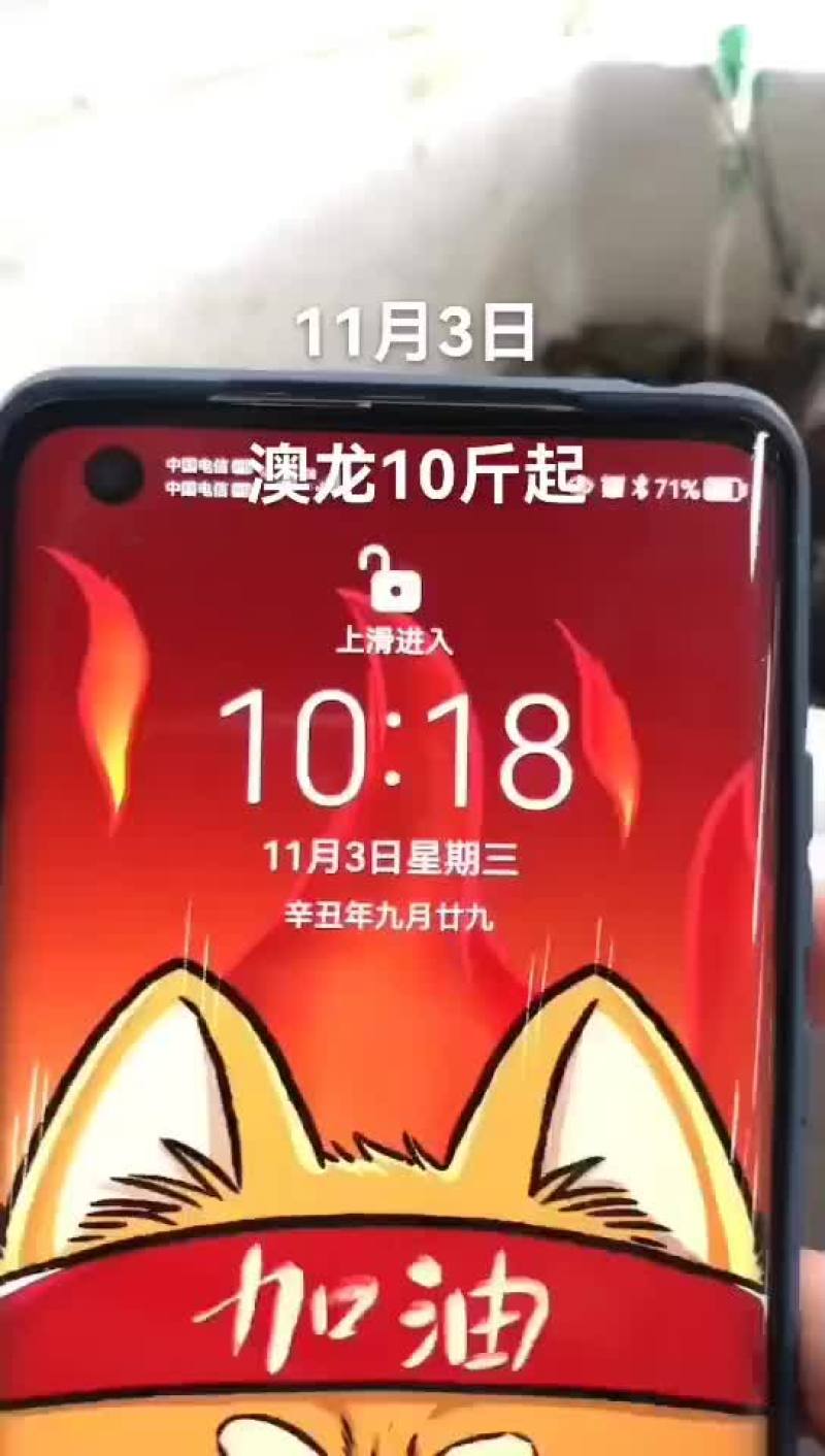 澳龙