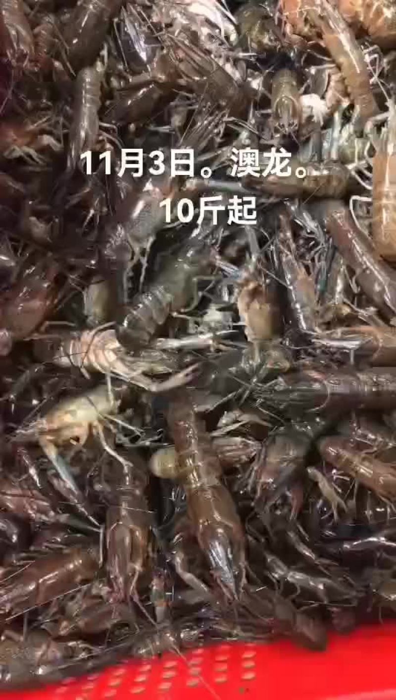 澳龙