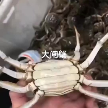 大闸蟹