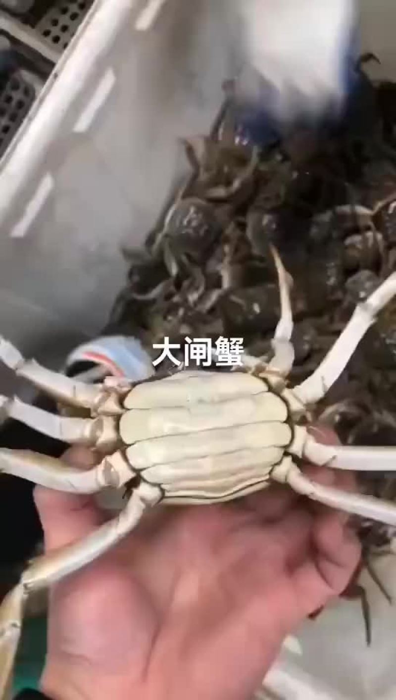 大闸蟹