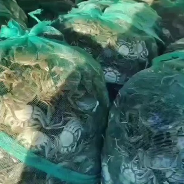 老头蟹