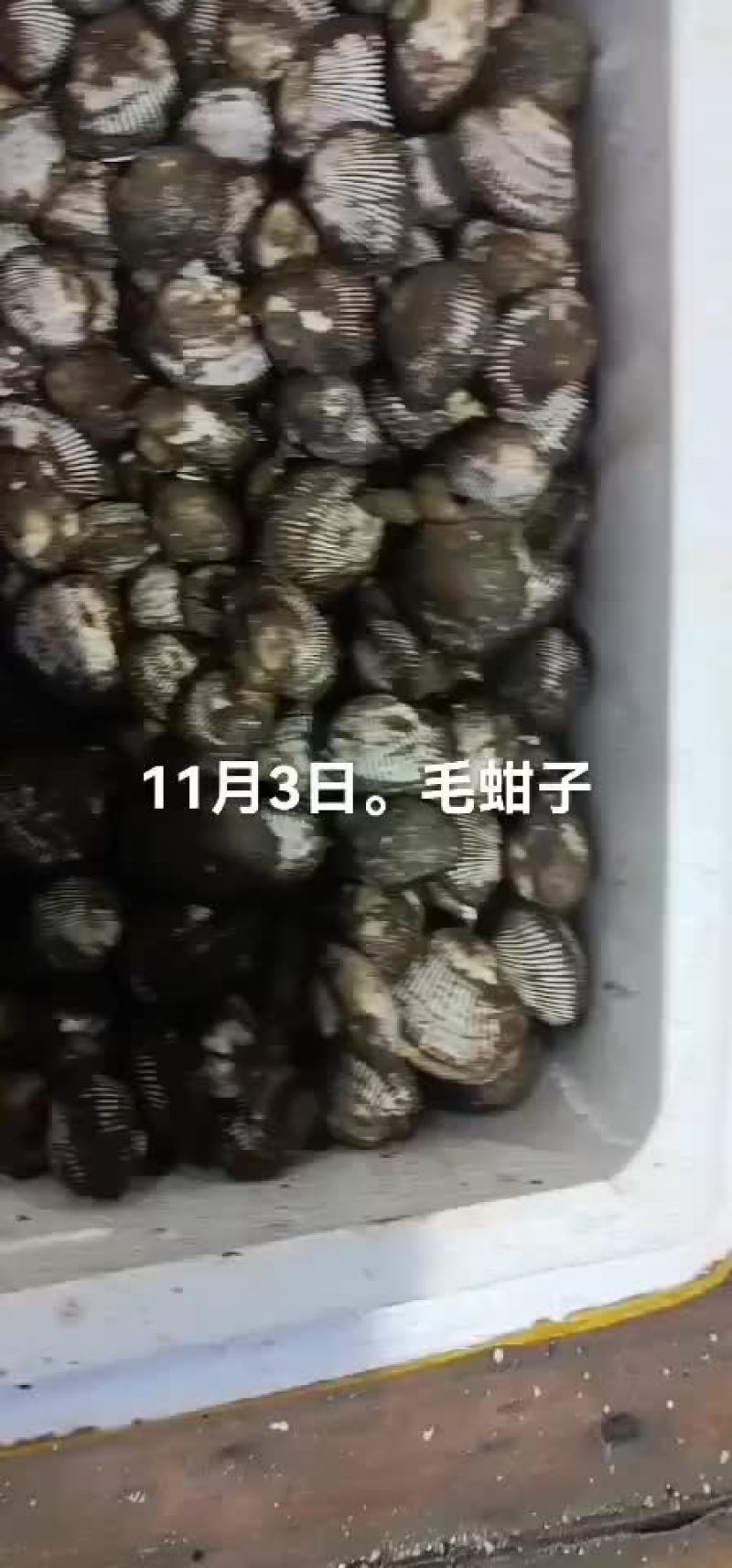 毛蚶子，赤贝