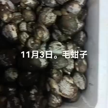 毛蚶子，赤贝