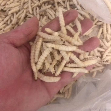 竹虫