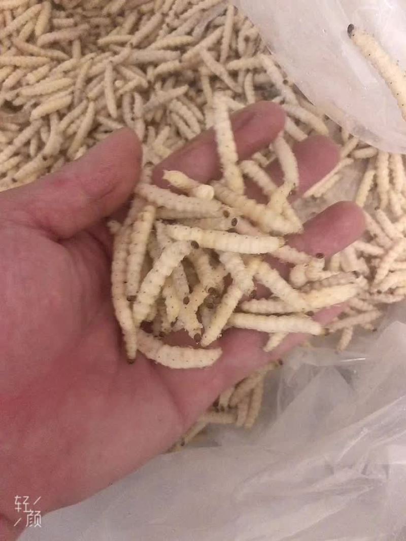 竹虫