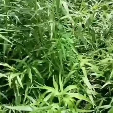 山东启民农业科技服务有限公司