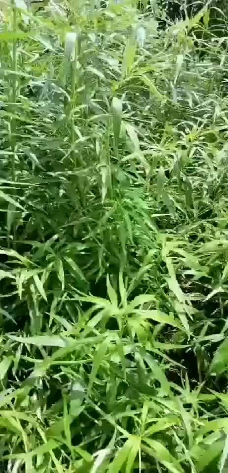 山东启民农业科技服务有限公司