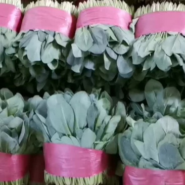精品菠菜