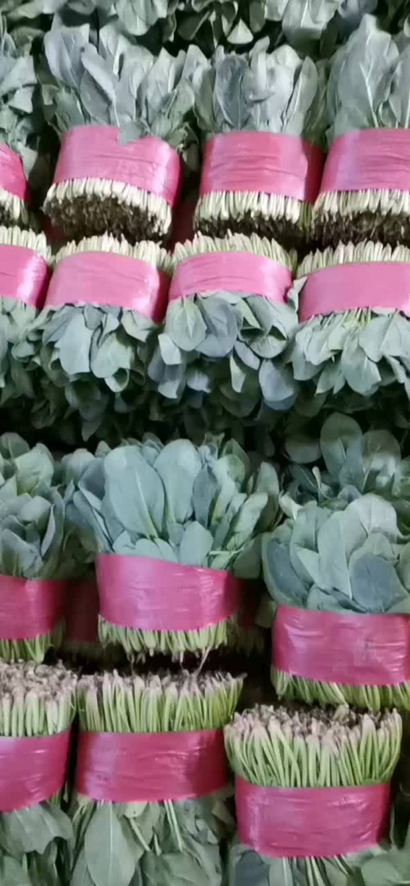 精品菠菜