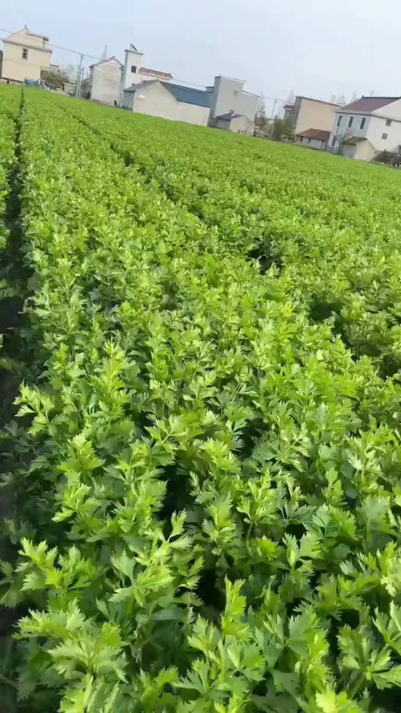 精品莴笋大量接单