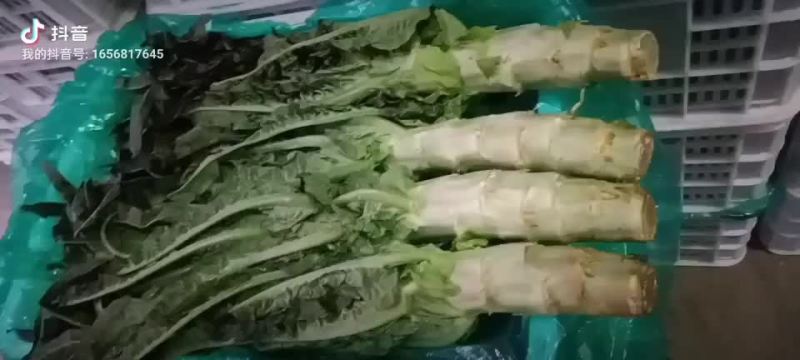 精品莴笋大量接单