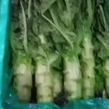 精品莴笋大量接单