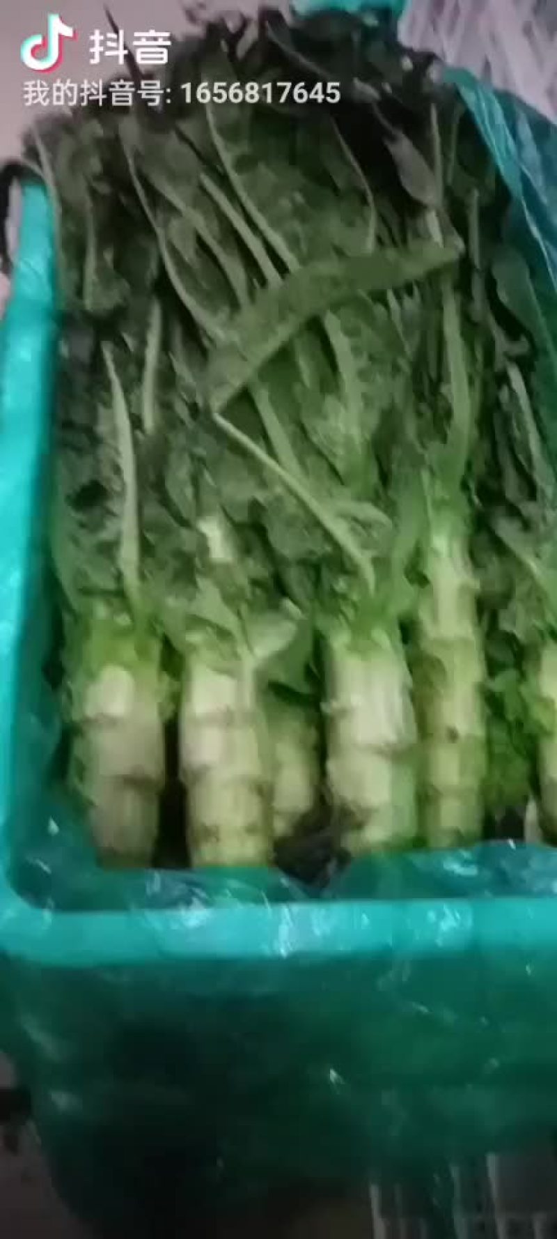 精品莴笋大量接单
