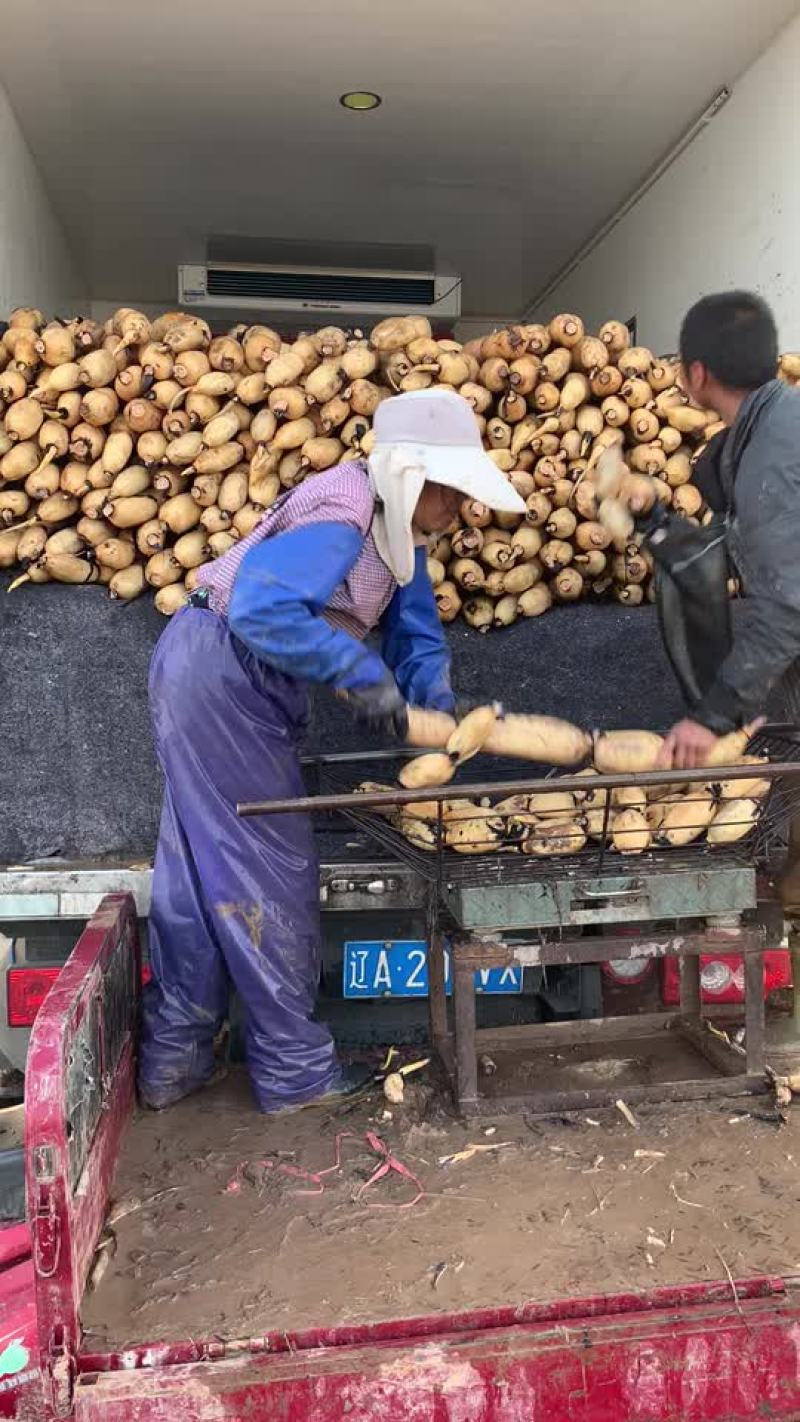 陕西黄河莲藕，粉、白、大