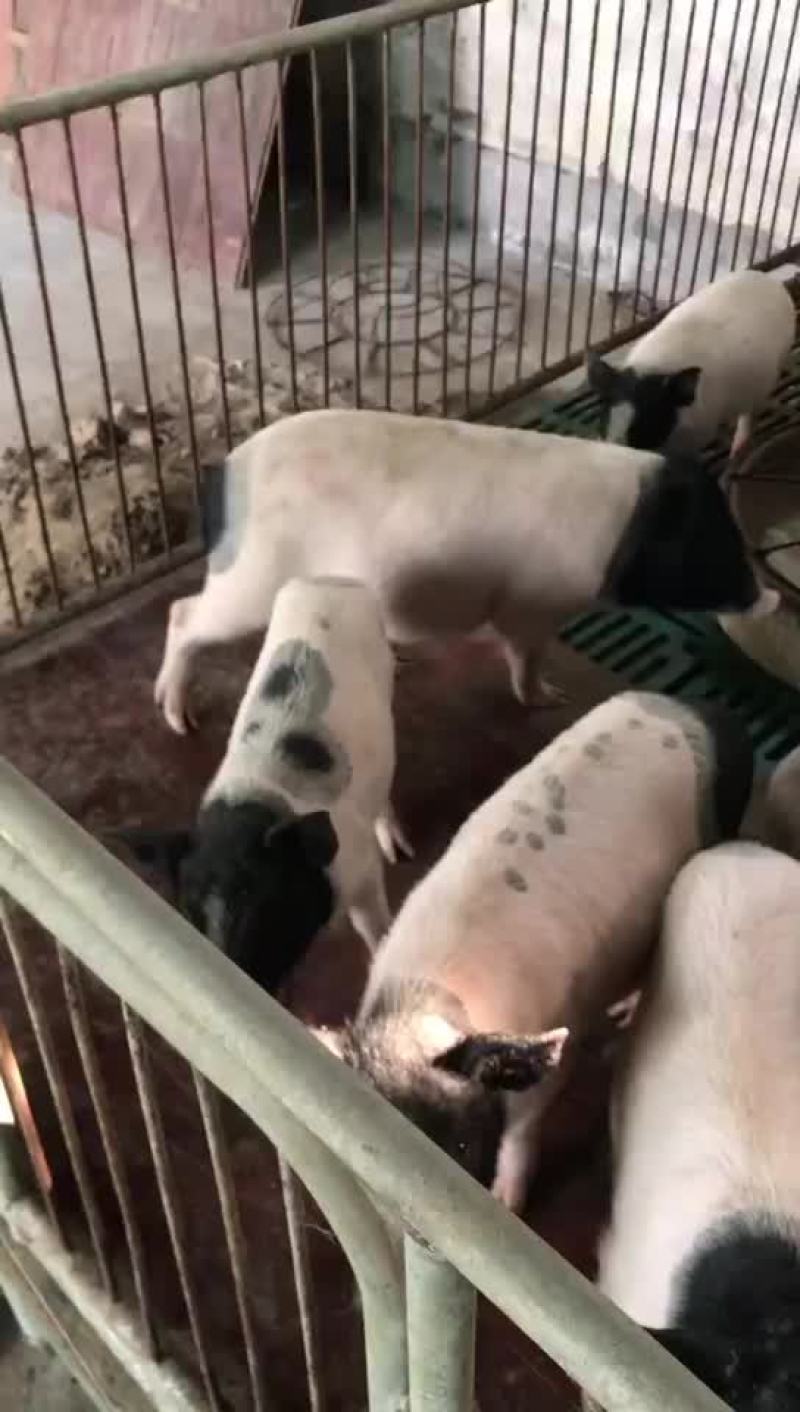巴马香猪，出售中，需要的联系我