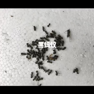 黑蚂蚁