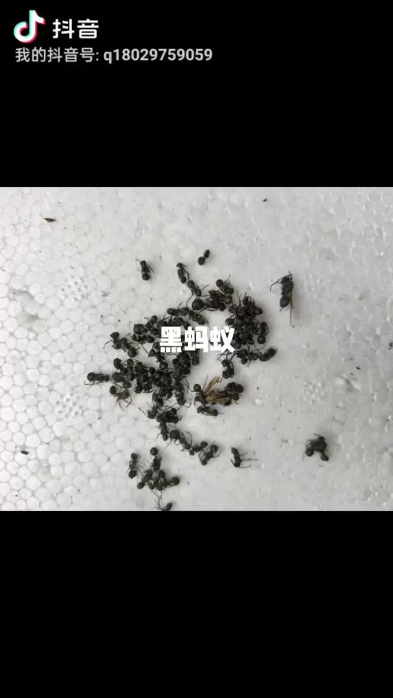 黑蚂蚁