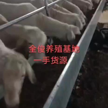 小尾寒羊
