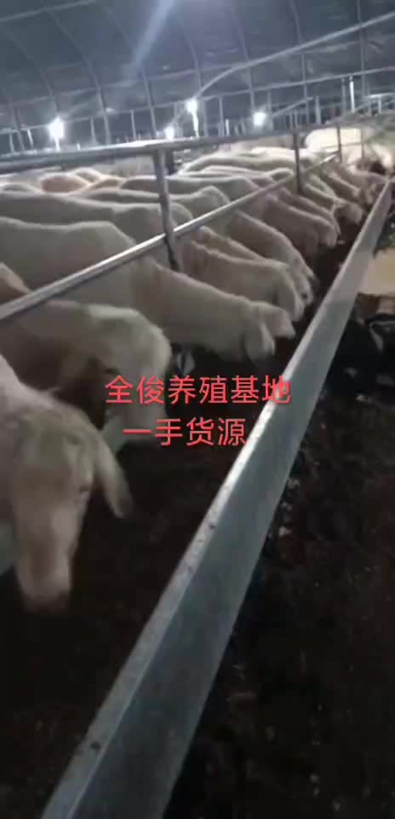 小尾寒羊