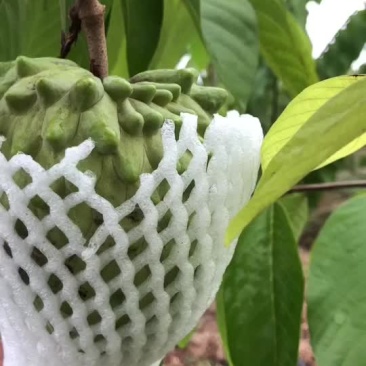 小果