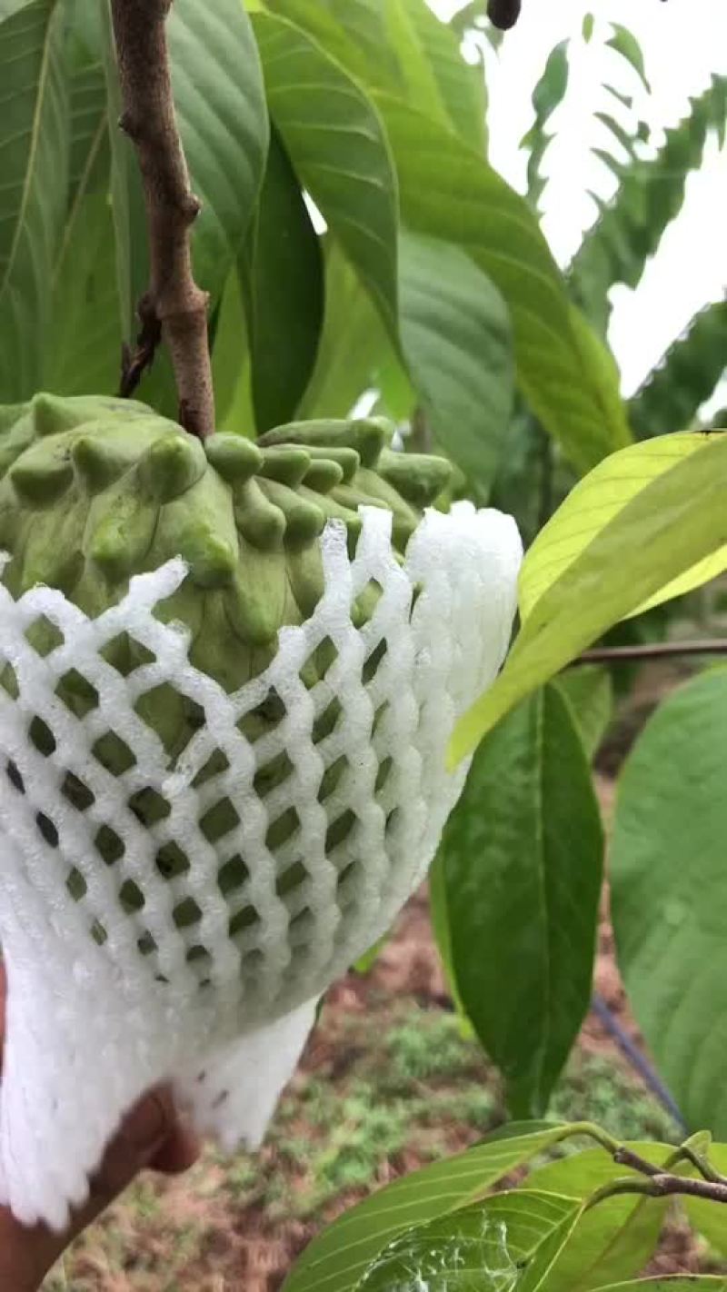 小果