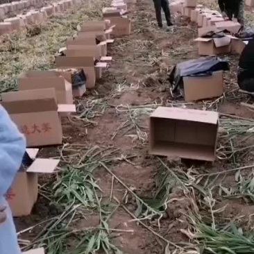 大姜