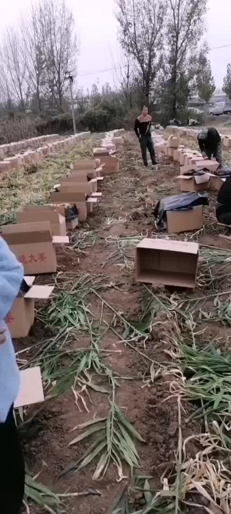 大姜
