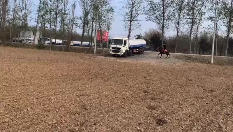 骑乘马德保矮马小矮马养殖设特兰矮马纯血马半血马温血马