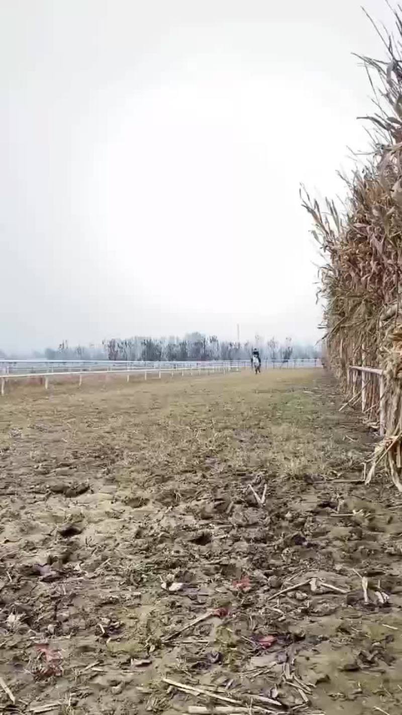 骑乘马德保矮马小矮马养殖设特兰矮马纯血马半血马温血马