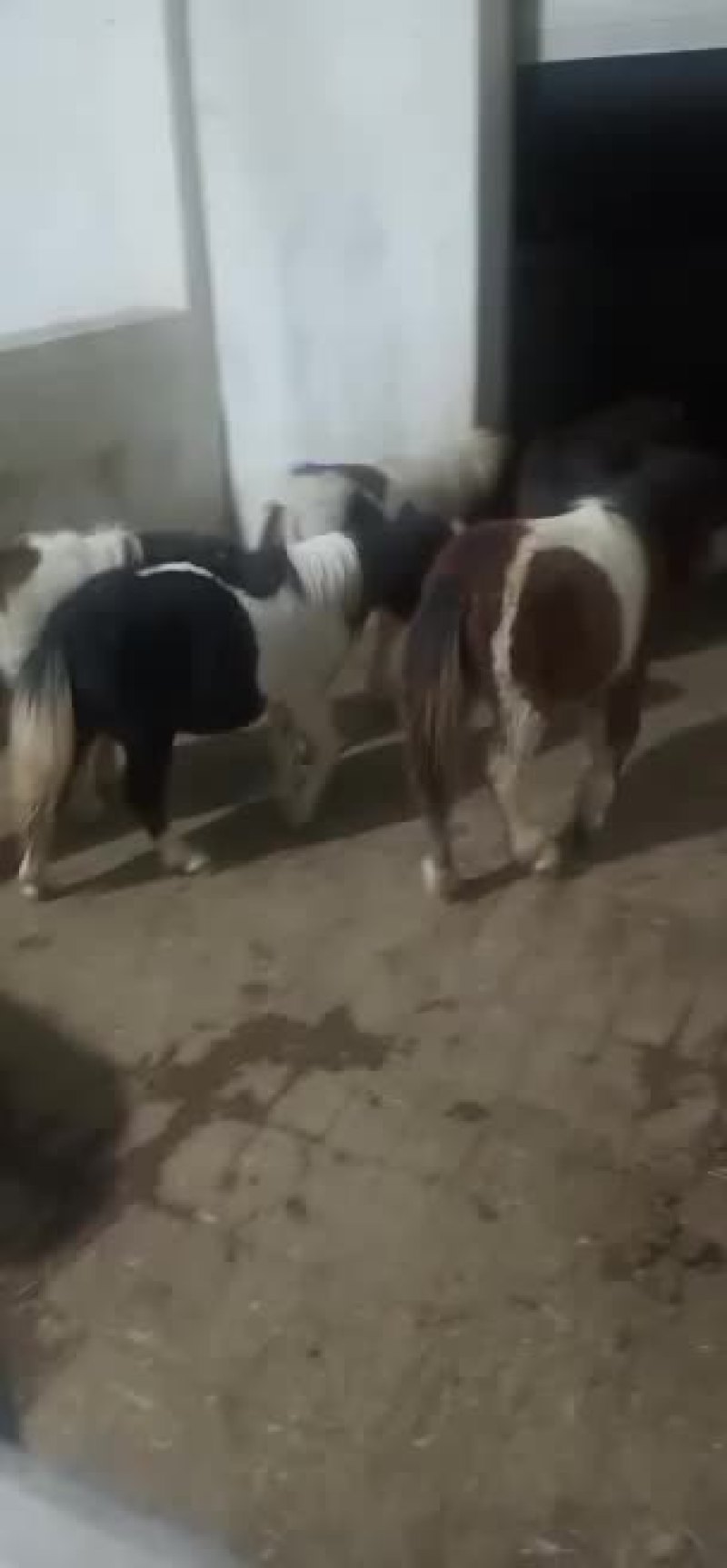 骑乘马德保矮马小矮马养殖设特兰矮马纯血马半血马温血马