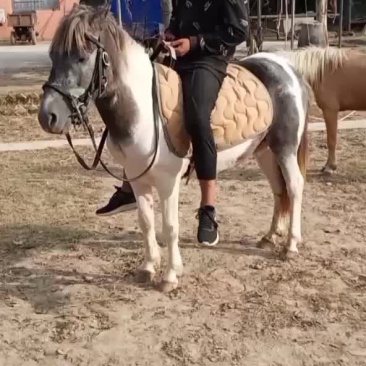 骑乘马德保矮马小矮马养殖设特兰矮马纯血马半血马温血马
